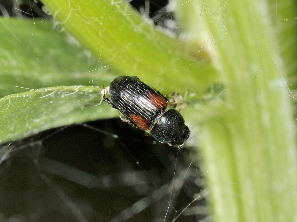 Aphodiidae - Nialus varians